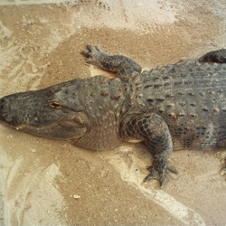 05.08-Everglades Park